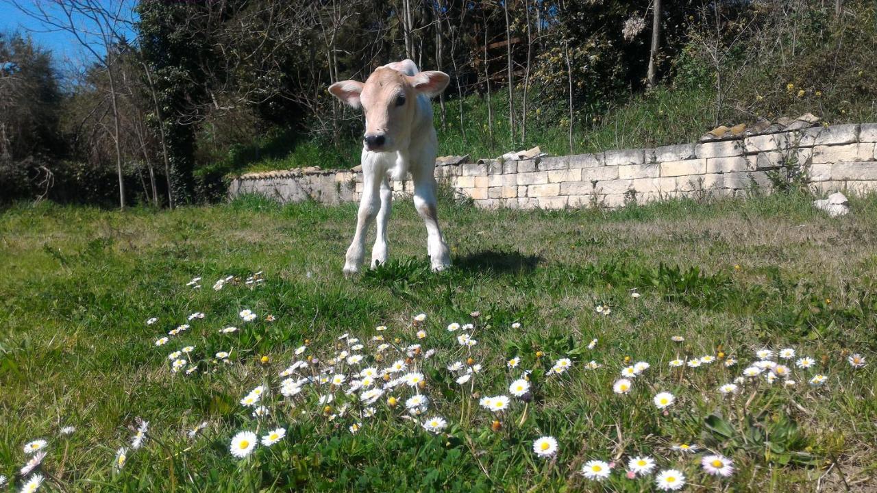 Masseria La Fiorita Matera Luaran gambar